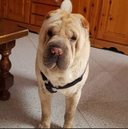The Shar-Pei is a compact, sturdy, medium-sized dog with very short hair. It is easily recogniza ...