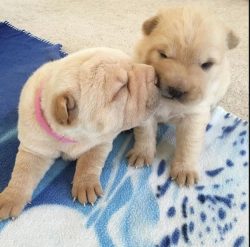 Shar-Pei is a breed that requires a lot of love, tenderness, and attention. This is not a very a ...