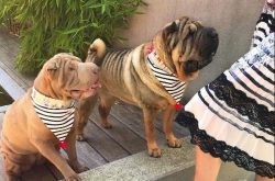 One walk in a day is enough for him. He is very intelligent, easy to train, and outgoing. He is  ...