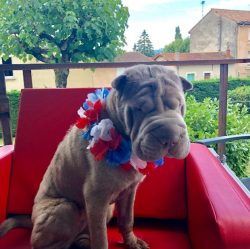 The Shar-Pei was trained in combat, but other, more powerful, and aggressive breeds gradually re ...