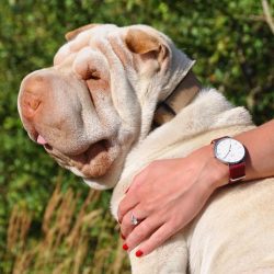 Shar Pei has many possible coat colors. All colors are allowed except white. 