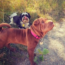 The dog has no undercoat to keep it warm. As a result, Shar Pei cannot stand cold and moisture. 