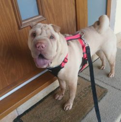 The American Kennel Club has recognized 16 acceptable colors for the Chinese Shar-Pei dog. The m ...
