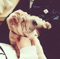 The breed comes in shades of blue, cream, red-fawn, apricot, chocolate colors. 