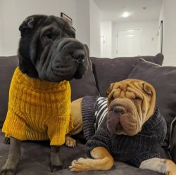 Shar-Pei is a calm and loyal dog with an irreparably cute look. However, he is not devoid of tem ...
