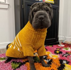 Shar-Pei is less tolerant of other animals. When he meets other dogs, he tends to forget about h ...