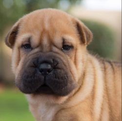 To become a sociable companion dog, a sensitive Shar-Pei needs not only a good education but als ...