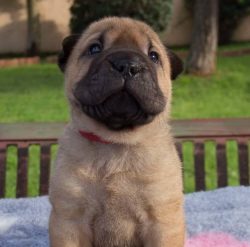 In the company of his family, a very serious Shar-Pei can be cheerful and gentle. 