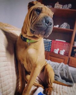 In addition, the Shar-Pei is considered a reliable guard dog that always carefully and confident ...