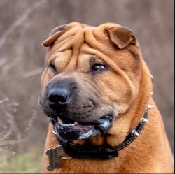 Although secretive when meeting strangers for the first time, the Shar-Pei is brave and confiden ...