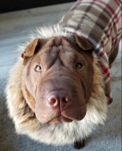 It is good to have some parenting know-how and good control over the dog. One thing is for sure: ...