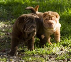Loyal and gentle, Shar-Pei is the perfect companion for both children and seniors. 