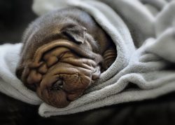 This is a dog that is especially pleasant to live with because she loves the comfort of her home ...