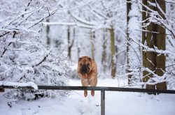 This is a calm dog that does not require a lot of physical exertion and get up early enough. 