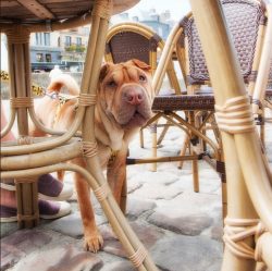 Some Shar-Pei like the company of other dogs and some don’t. As a rule, Shar-Pei is a very ...