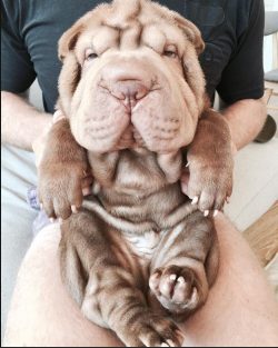 Sharpies are called Chinese fighting dogs. But this is a mistake because the Shar-Pei is not a d ...