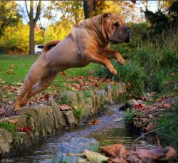 Shar-Pei is one man’s dog, but in family life, he will love everyone. He builds special re ...