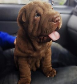 Shar-Pei is not a great athlete, but he needs exercise to stay in shape. 