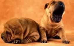 Since the Shar-Pei is extremely attached to its owner and does not tolerate loneliness, its owne ...