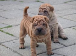 Breeding Sharpei requires only a true pedigree of dogs. Shar-Pei is expensive and requires a lot ...