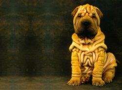 Shar-Pei is a dog that does not need special care. Its short and hard coat is usually self-clean ...