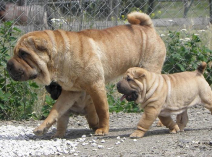 This sloth refuses excessive effort, which is why it is rare to see Shar Pei in canine sports. 