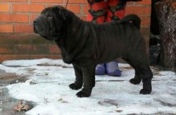 Although the price of Shar-Pei puppies is quite high compared to other dog breeds, it contribute ...