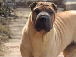 Sharpei is very attached to the owner, and eternally devoted to him. A defender of his territory ...