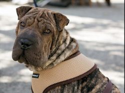 Despite their displeased and frowning expression on the muzzle, Shar-Pei is a very sociable dog.  