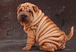 Shar-Pei are extremely dominant and independent in nature, they prefer to be kings or queens in  ...
