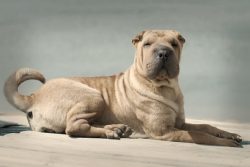 If the owner of the Shar-Pei is insecure, too soft, or intimidated by his dog, the Shar-Pei will ...