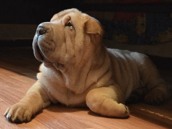 It is believed that Shar-Pei dogs are better suited for experienced owners. They will also disob ...