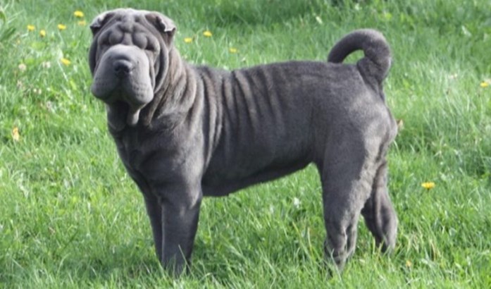 Shar-Pei requires significant physical activity. Long walks and a lot of traffic on the street w ...