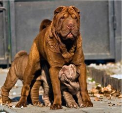 Shar-Pei does not like water and will avoid washing, so it is better to accustom Shar-Pei to thi ...