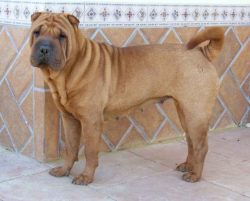 However, Shar-Pei is sometimes very stubborn and independent, which makes it difficult to learn. 
