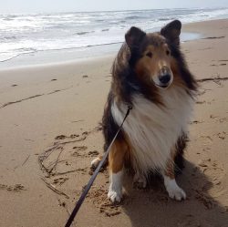 A nanny dog, elegance embodied – they are all luxurious Scottish Shepherds. Since ancient  ...