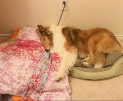 Being of medium height and weight, the Collie nevertheless looks like a large dog due to its ric ...