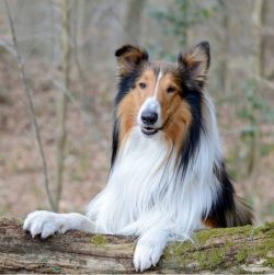 It is worth mentioning the Sheltie, or Scottish Shepherd, which can be called a miniature collie ...