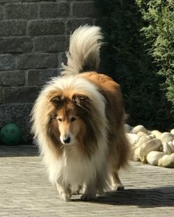 There are two varieties of the breed: longhaired and shorthaired. In the first case, the fur is  ...