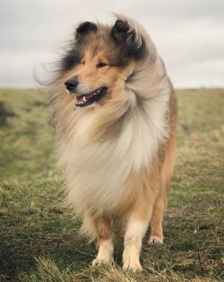 Collies have long and firmly established themselves as ideal nannies for young children. This is ...