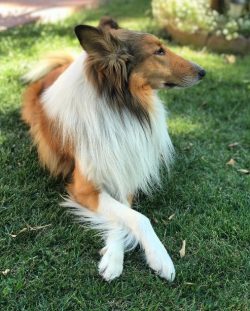 Perhaps, the shepherd’s instincts in these dogs, which have long ceased to work in their s ...