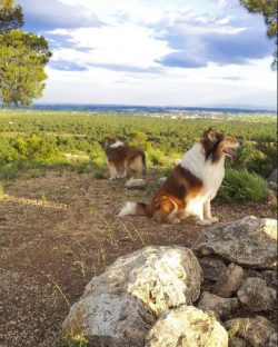 Collies are completely human-oriented and have proven themselves well as service dogs – th ...