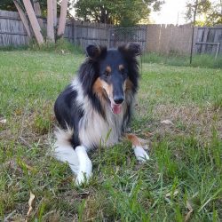 They make good guides. Scottish Shepherds are incredibly smart, and the Border Collie is even mo ...