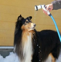 Collie is a rather unpretentious breed, because in their homeland, in the mountains of Scotland, ...