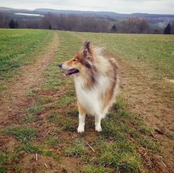 The long-haired variety requires some care of their luxurious fur – the dog must be combed ...