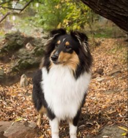 In no case should you cut a collie – firstly, it will disfigure them, and secondly, in the ...