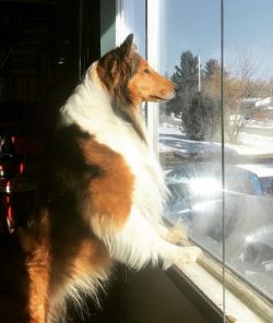 Collie is a rather large dog, therefore, having opted for this breed, think: do you have enough  ...