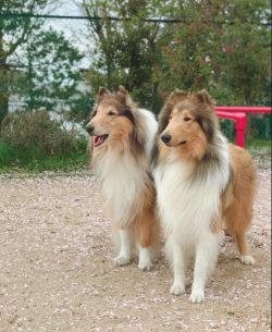 The Scottish Shepherd is incredibly intelligent, so training problems usually do not arise. 