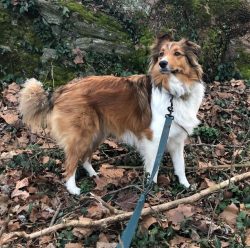 The dog learns quickly, and we are talking not only about the basic set of the general course of ...