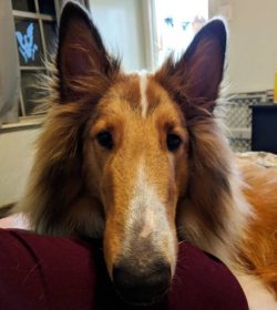 Like any shepherd dog, the collie knows how to make independent decisions and remembers words an ...